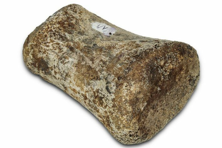 Fossil Hadrosaur (Edmontosaurus) Phalanx - Montana #352293